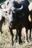 Buffalo Phinda