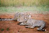 Cheetahs Phinda