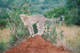 Cheetah Phinda (2)