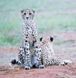 Cheetahs Phinda