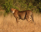 Cheetah Ngala