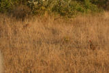 Francolin and Cheetah