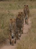 Cheetahs Londolozi (3)