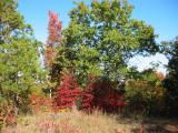 Fall At Roos Roost