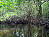 Recorrido por la selva de manglares