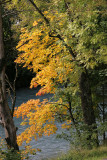 Herbstbume