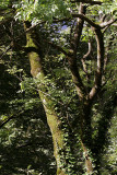 Bume an der Linth