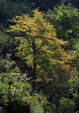 Baum im Langgetli