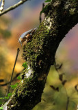 Kleiber / Eurasian Nuthatch