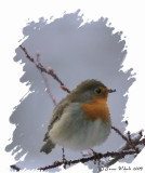 Rotkehlchen