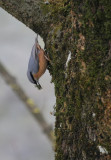 Kleiber / Eurasian Nuthatch