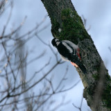 Buntspecht