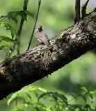 Grauschnpper / Spotted Flycatcher