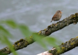 Zaunknig / Winter Wren