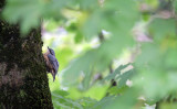 Kleiber / Eurasian Nuthatch