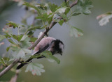 Schwanzmeise / Long-tailed Bushtit