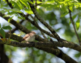 Grauschnpper / Spotted Flycatcher