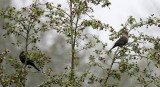 Amseln / Common Blackbird