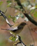 Zilpzalp / Common Chiffchaff