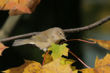 Zilpzalp / Common Chiffchaff