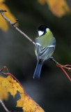 Kohlmeise / Great Tit