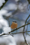 Kleiber / Eurasian Nuthatch