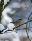 Kleiber / Eurasian Nuthatch