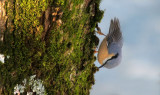 Kleiber / Eurasian Nuthatch