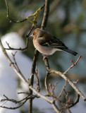 Buchfink / Common Chaffinch