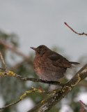 Amsel Dame/ Common Blackbird