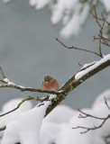 Buchfink / Common Chaffinch