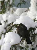 Amsel / Common Blackbird