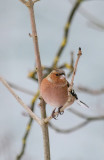 Buchfink  / Common Chaffinch