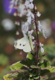  Kohlweissling / cabbage white butterfly