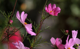 Cosmea