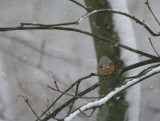 Kleiber / Eurasian Nuthatch