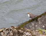  Wasseramsel / White-throated Dipper