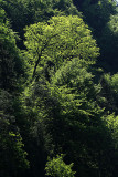 Bume im Langgetli
