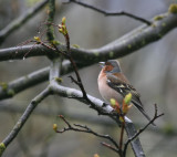 Buchfink / Common Chaffinch