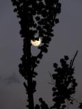 Rising moon