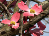 Dogwood