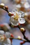 Spring cherry blossom