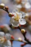 Cherry blossom