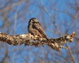 northern hawk owl Image0036.jpg