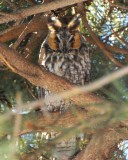 long-eared owl Image0027.jpg