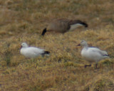 Rosss Snow and Canada goose.jpg