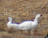 Rosss and Snow Goose Image0020.jpg