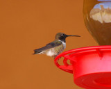 black-chinned hummingbird Image0158.jpg