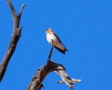 northern rough-winged swallow Image0035.jpg