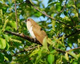 black-billed cuckoo Image0055.jpg